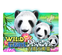 Wild Giant Panda - MG138