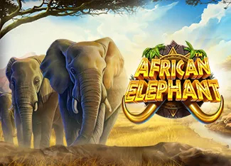 African Elephant - MG138